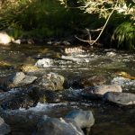 small rapids on the Pistol River