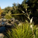 plants on the Pistol River