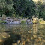 plants on the Pistol River