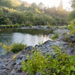 Rocks and trees on the Pistol River