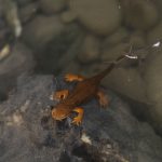 salamander in the Pistol River