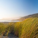 grasses on the Pistol River