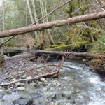 looking upstream at hunter