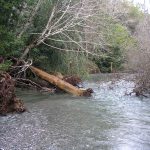 fallen tree at Euchre