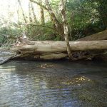 fallen tree at Euchre