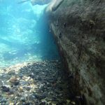 underwater tree at Euchre