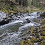 small rapids on the Floras