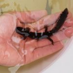 holding salamander in hand