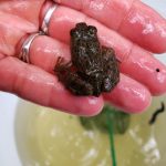 holding small frog in hand