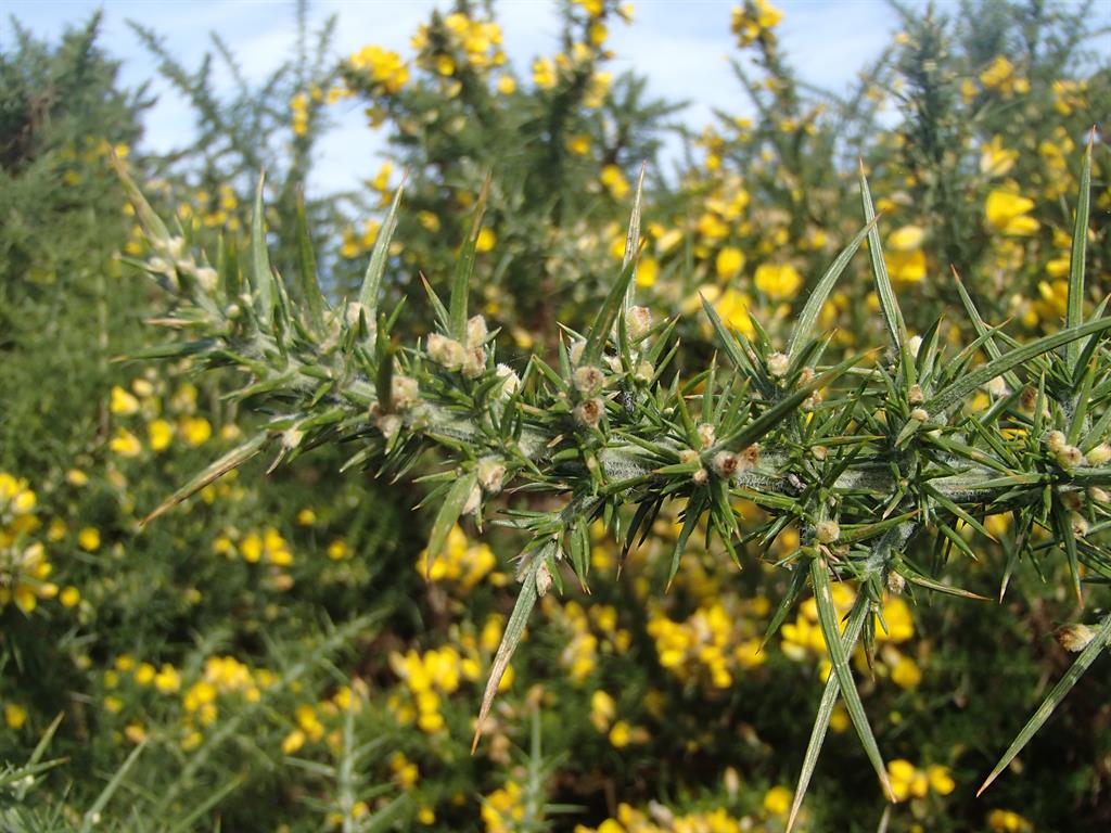 close up image of gorse