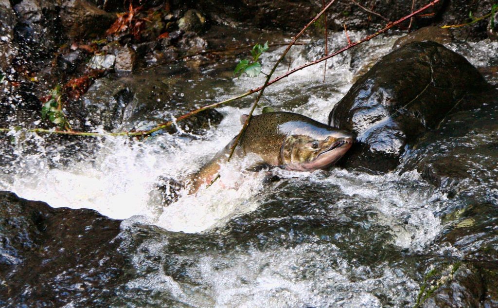 salmon working its way upstream