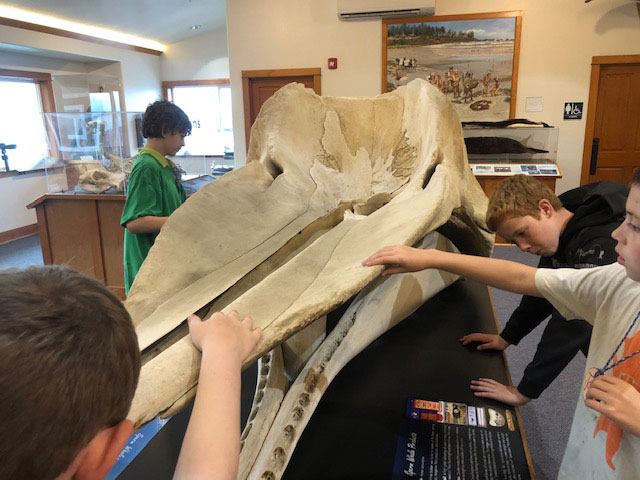Children examining whale skull