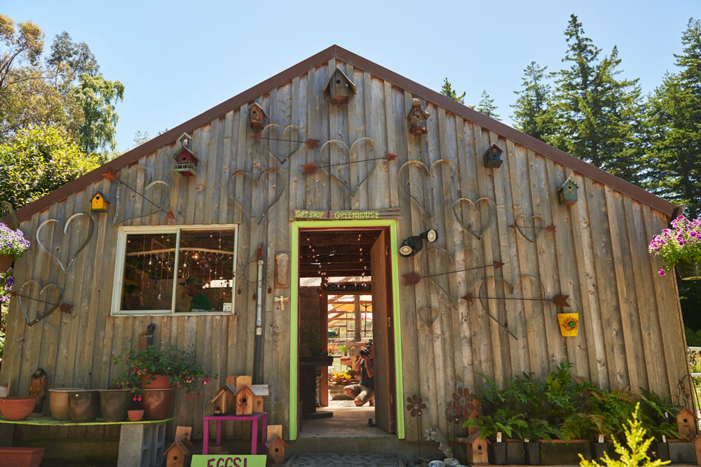 Dragonfly farms store