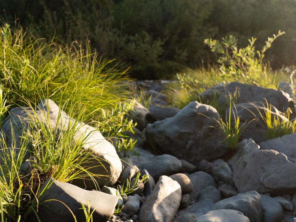 vegetation on the Pistol River