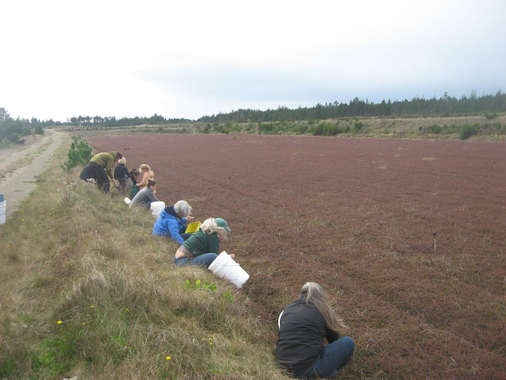 Cranberry-gleaning-cwp-website-1