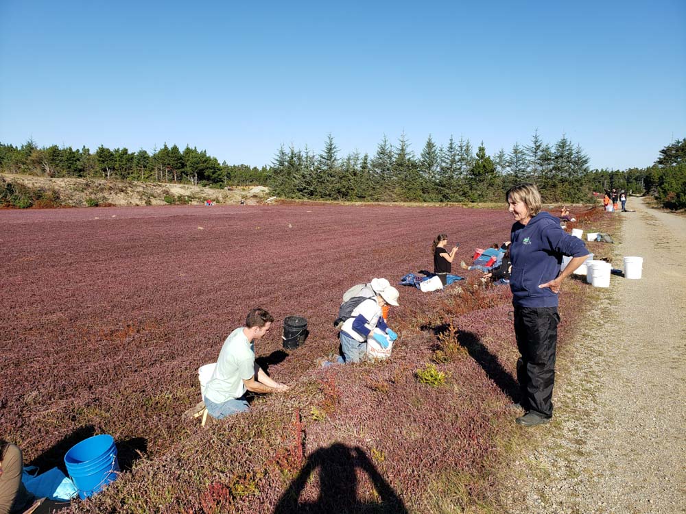 Cranberry-gleaning-cwp-website-2