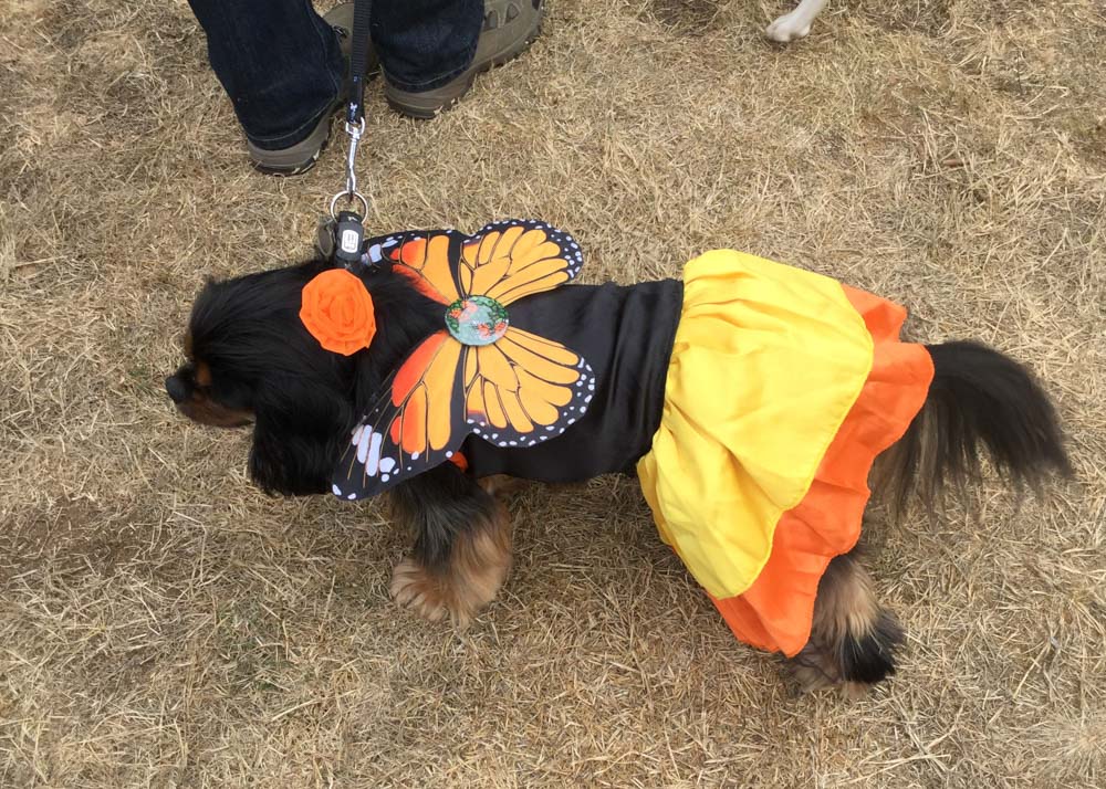 Dog dressed as butterfly