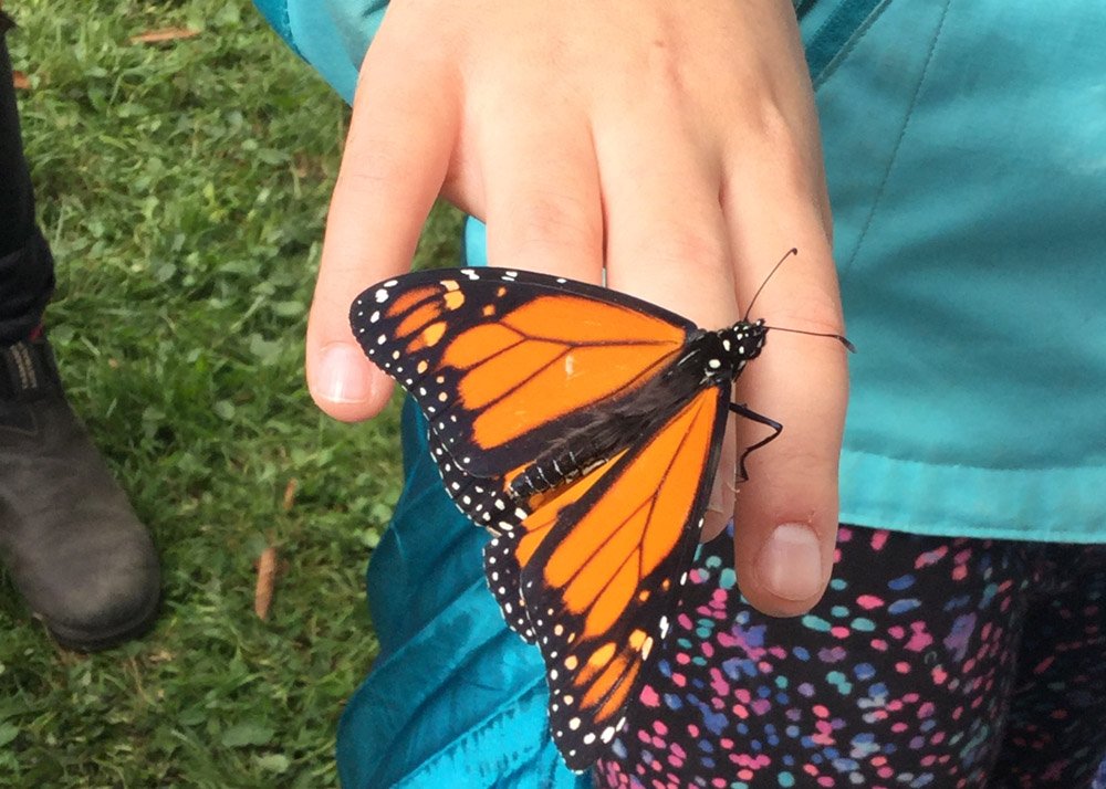 butterfly on child's hand