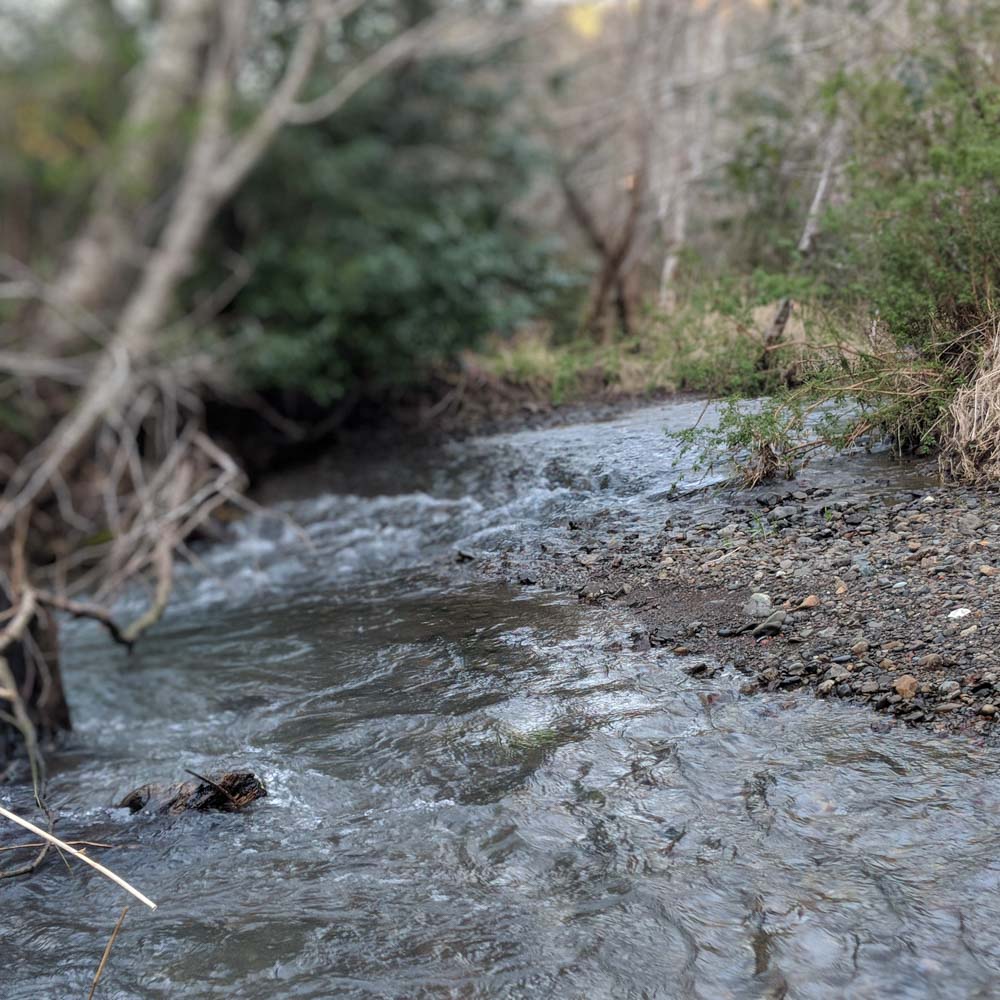 Riparian-restoration-WEB-cwp-website-1