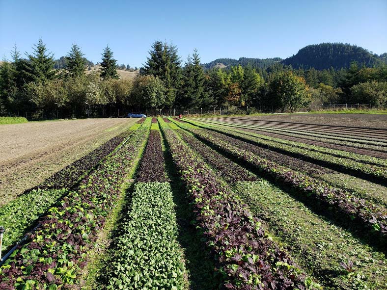 rows of growing vegetables