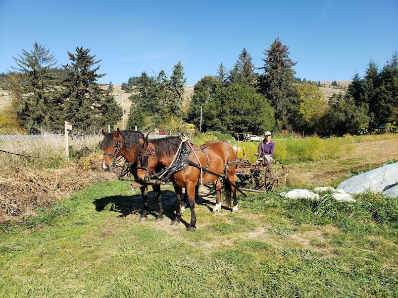 horses on the farm