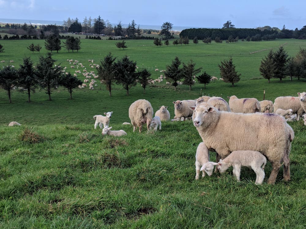 sheep in a pasture