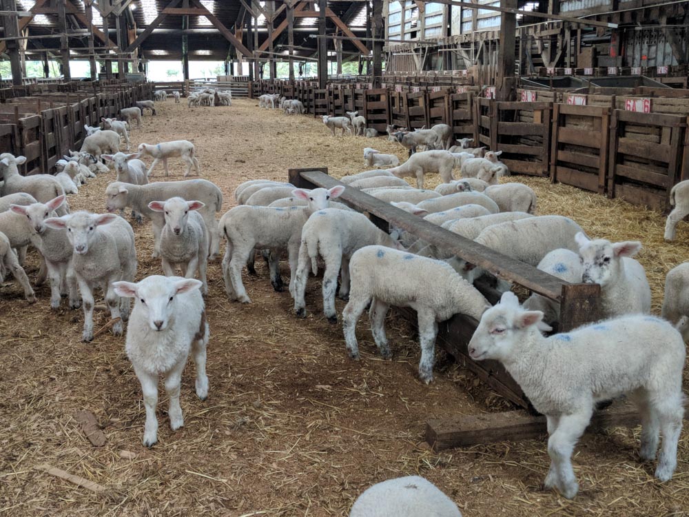 inside barn at farm