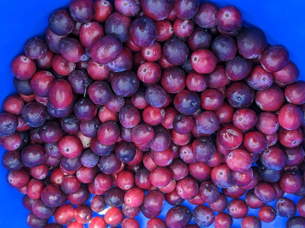 cranberries
