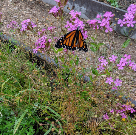monarch garden