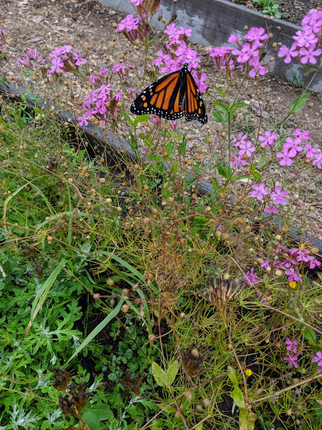 monarch garden